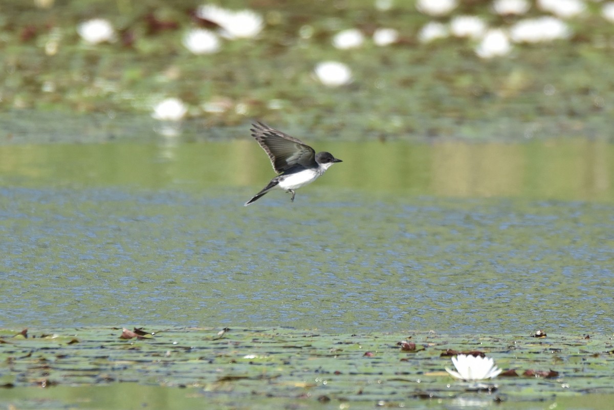 Eastern Kingbird - ML466316251