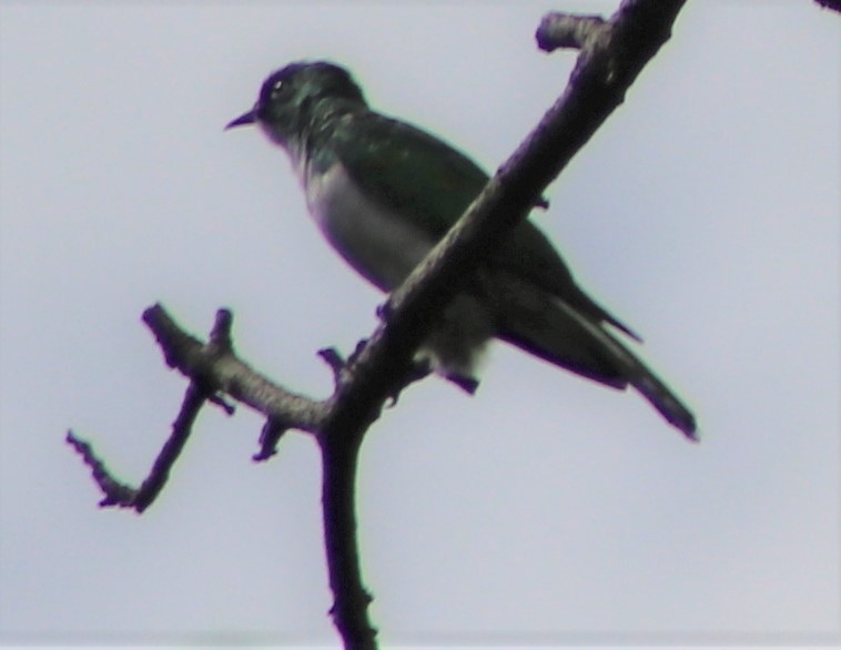 Klaas's Cuckoo - ML466317721