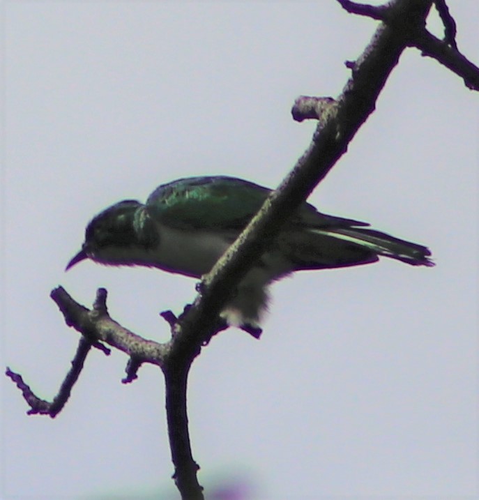 Klaas's Cuckoo - ML466317841