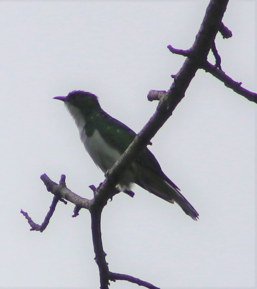 Klaas's Cuckoo - ML466317901