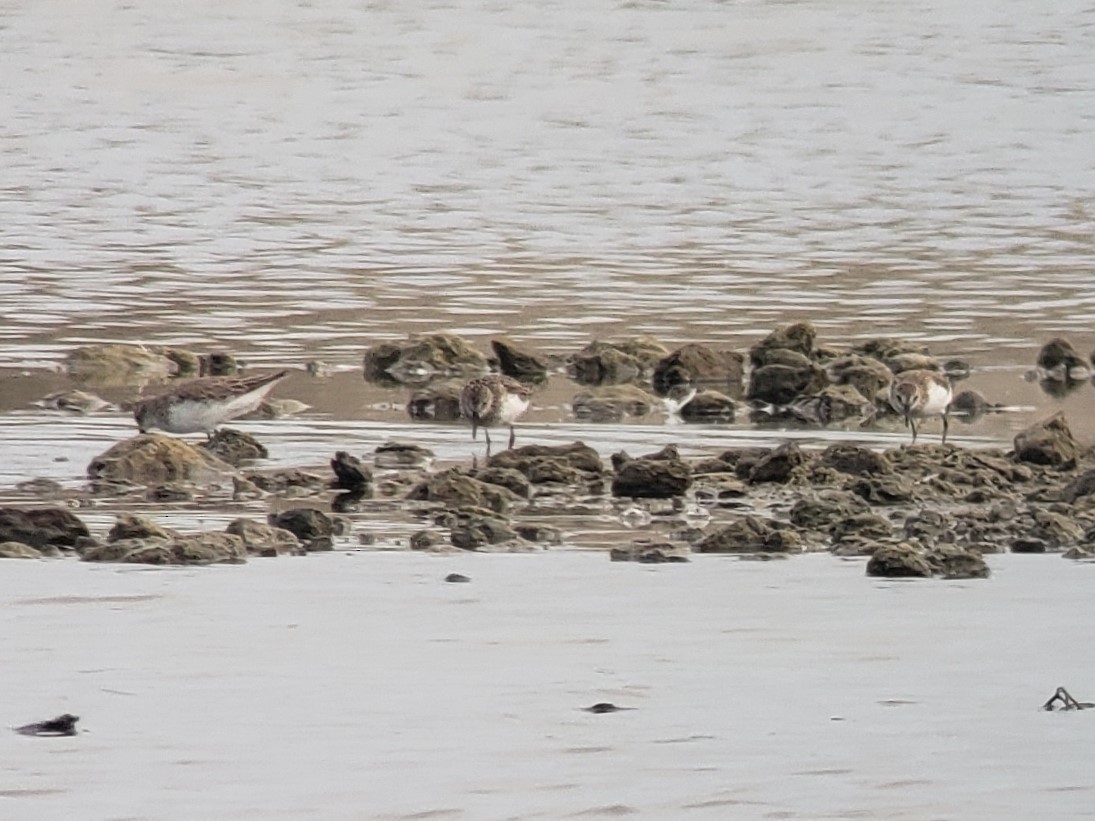 Semipalmated Sandpiper - ML466317951