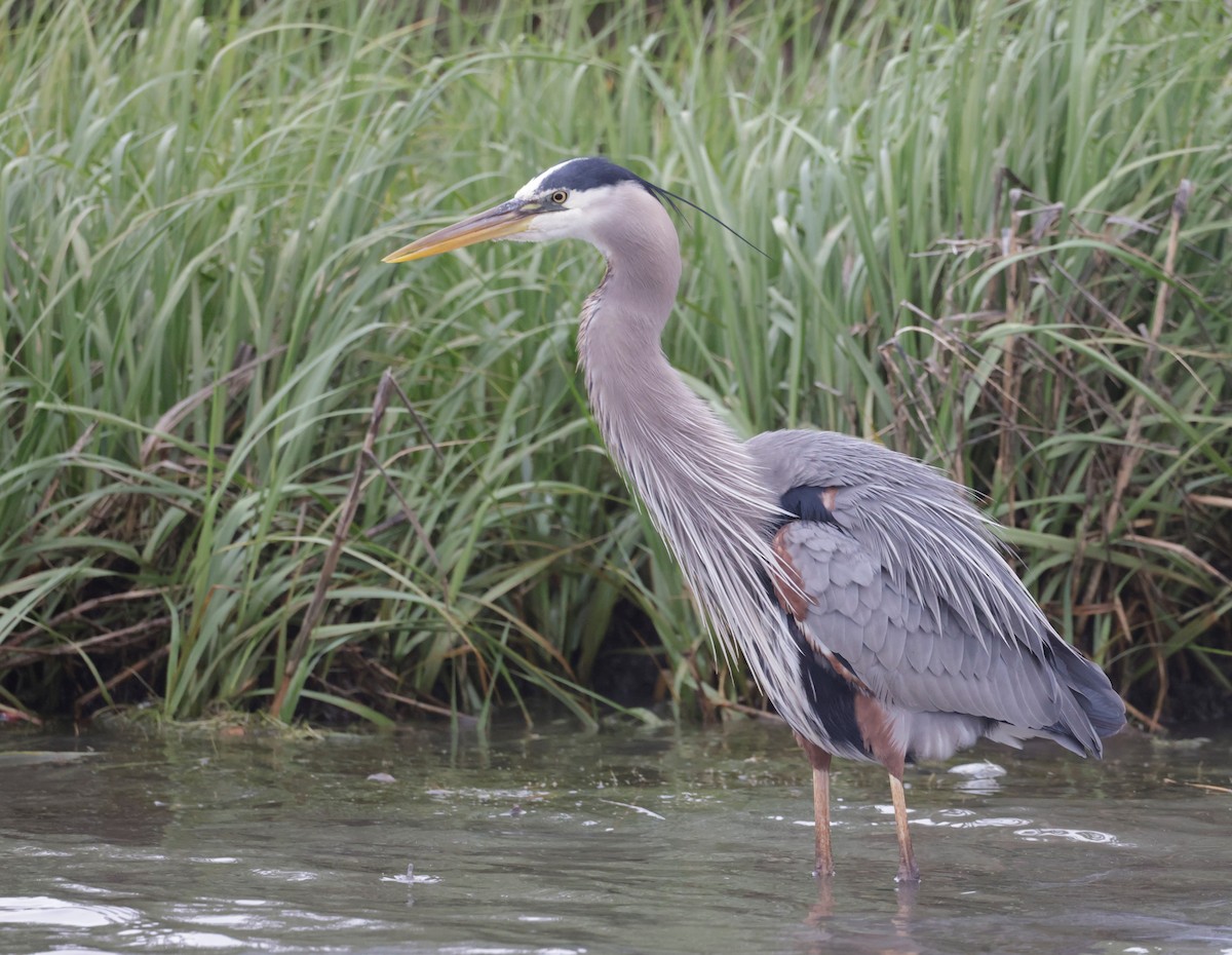 Great Blue Heron (Great Blue) - ML466318221