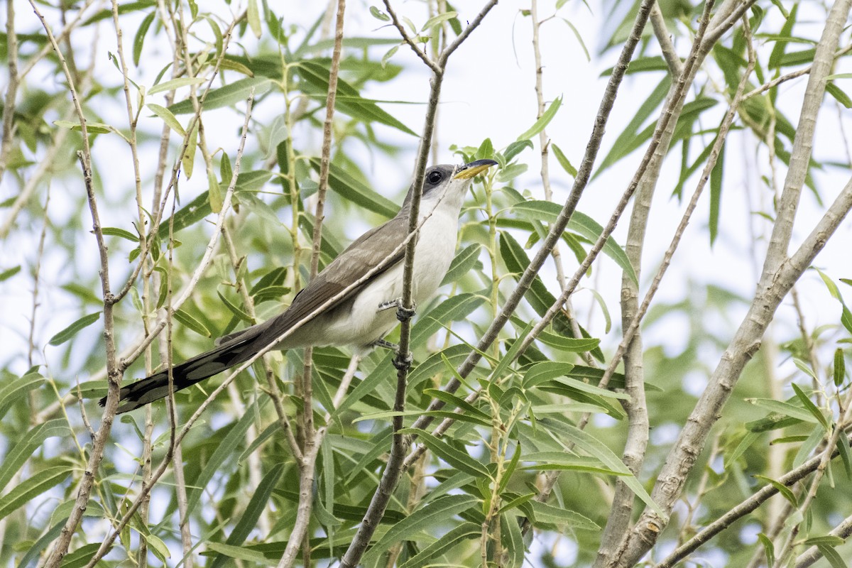 Yellow-billed Cuckoo - ML466319131