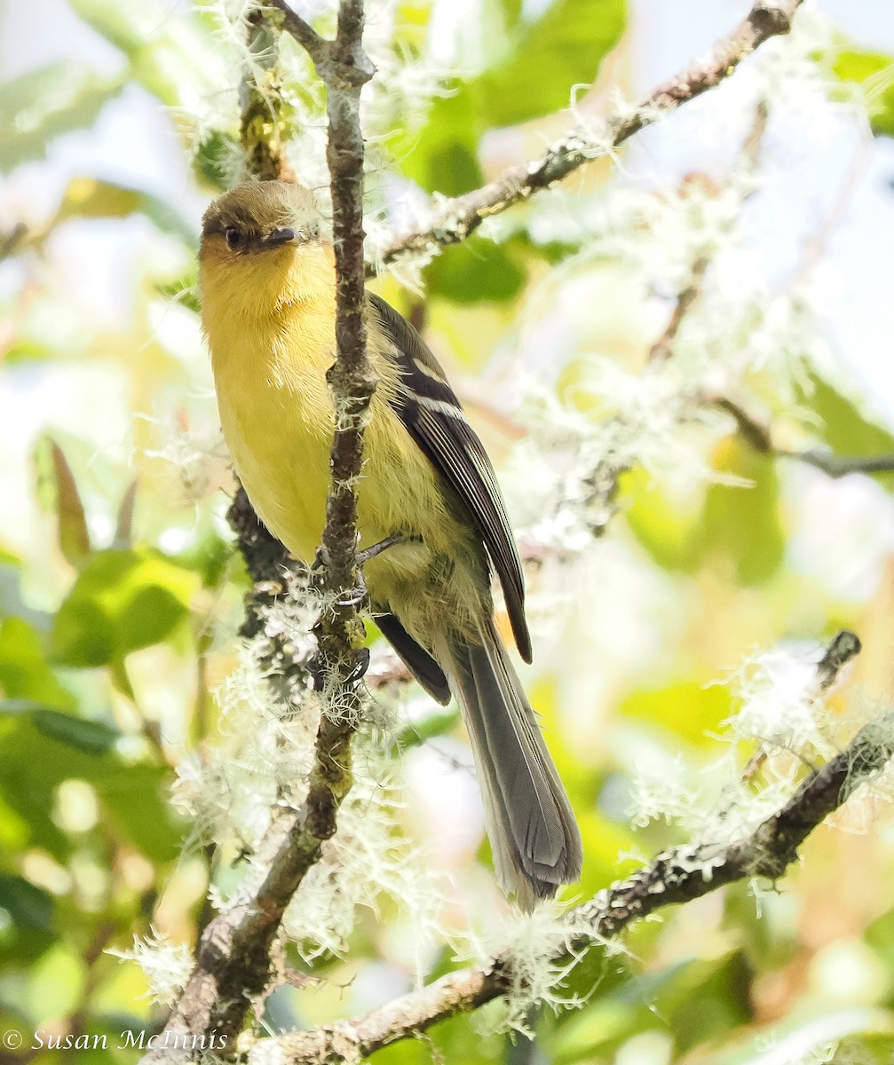 Ochraceous-breasted Flycatcher - ML466319151