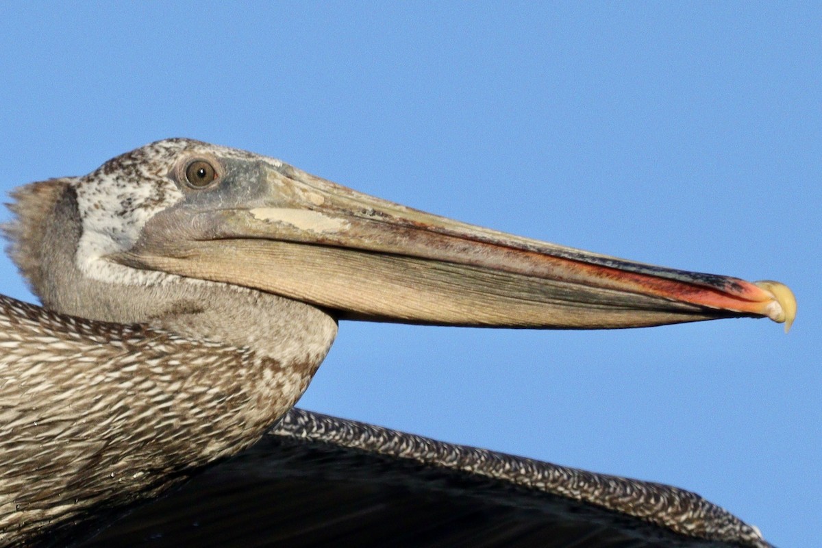 pelikán hnědý (ssp. californicus) - ML466320541