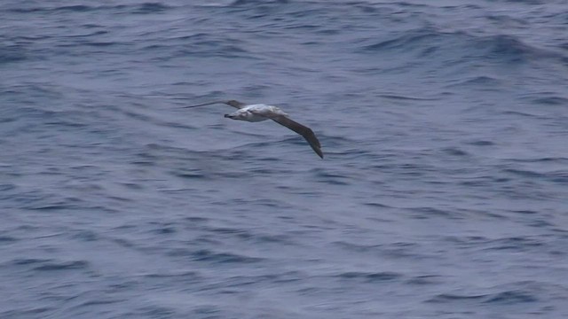 Albatros Viajero - ML466320731