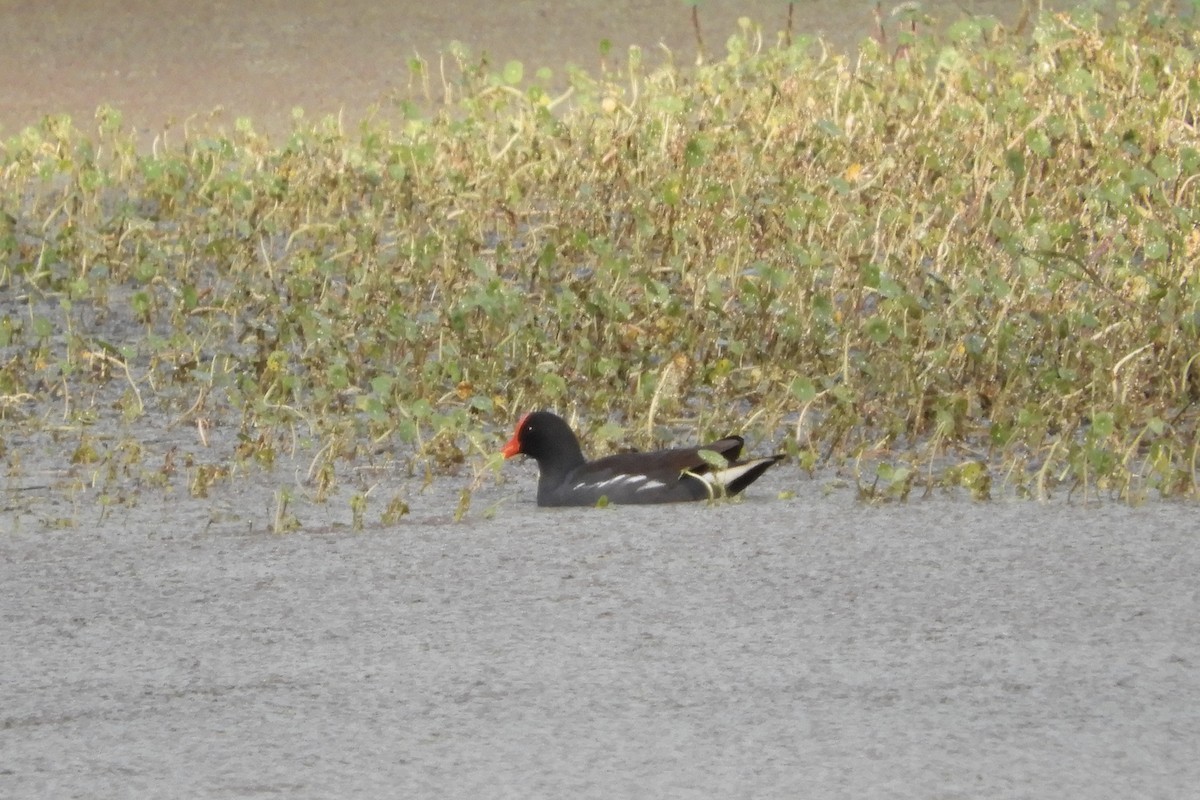 Common Gallinule - Bobbie Elbert