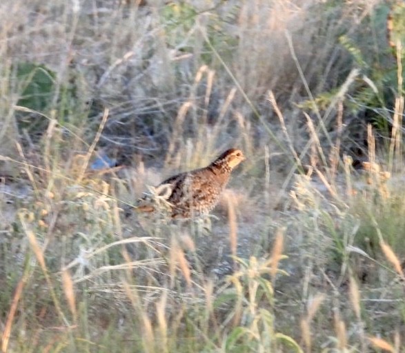 Northern Bobwhite - ML466320961