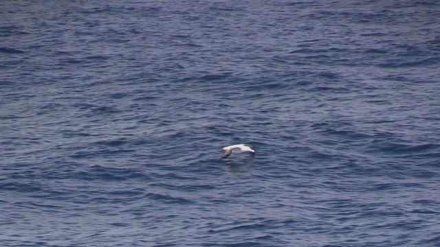 Snowy Albatross - ML466323581