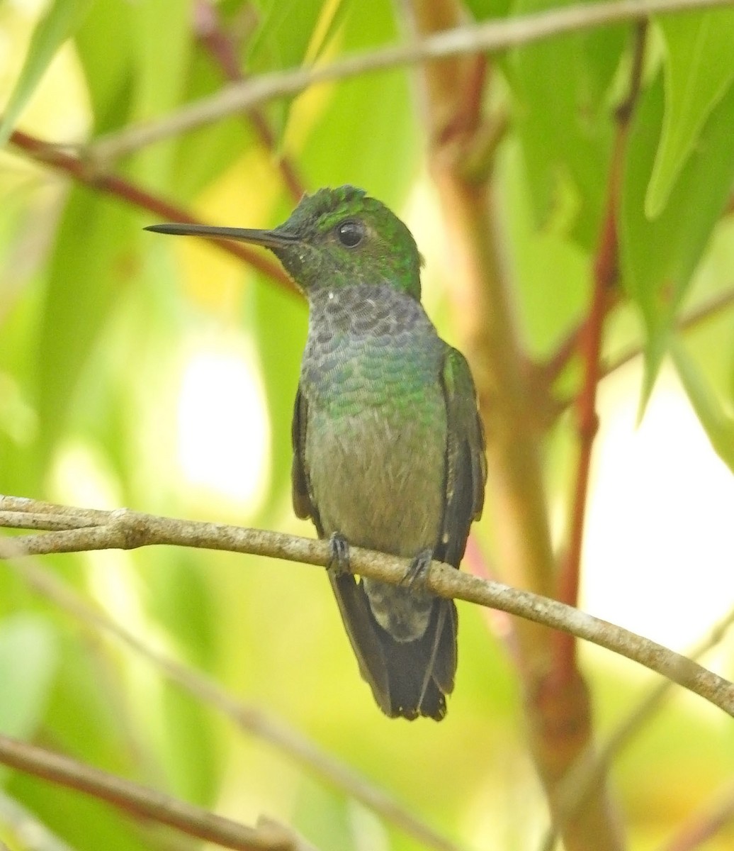 Blue-chested Hummingbird - Trevor Ellery