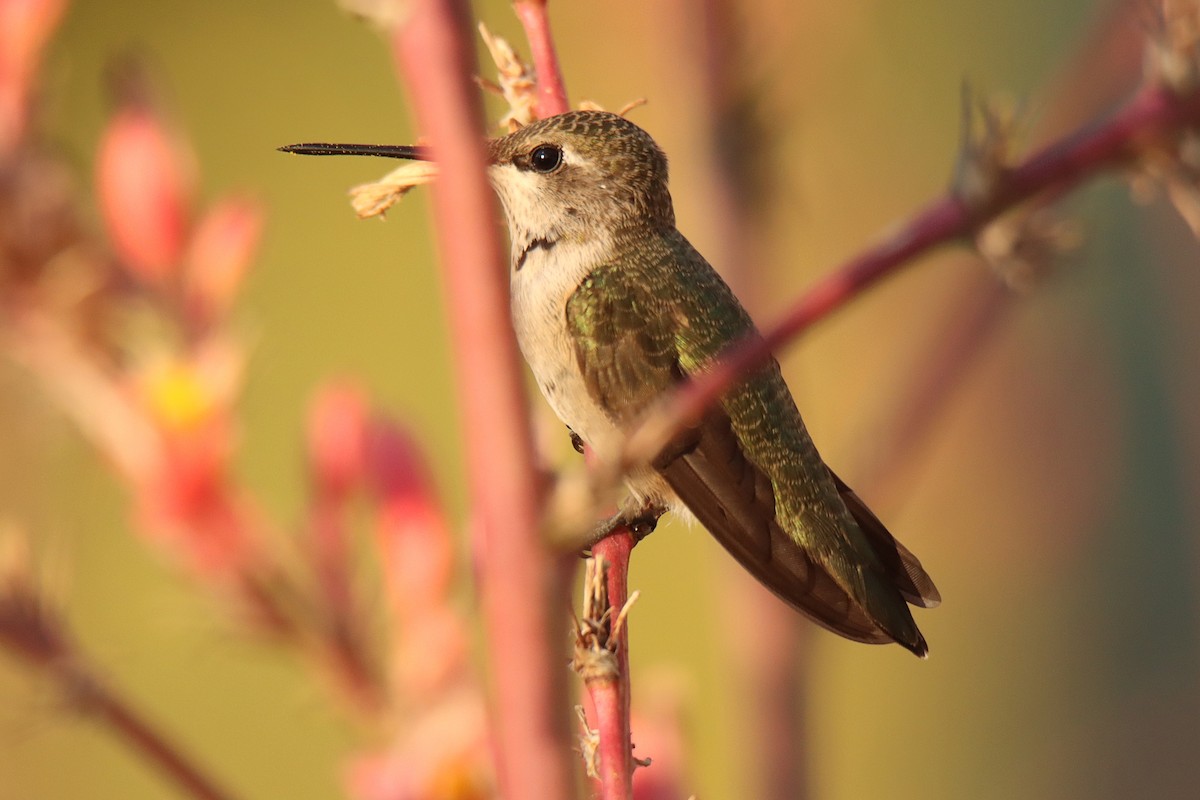 Black-chinned Hummingbird - ML466325761