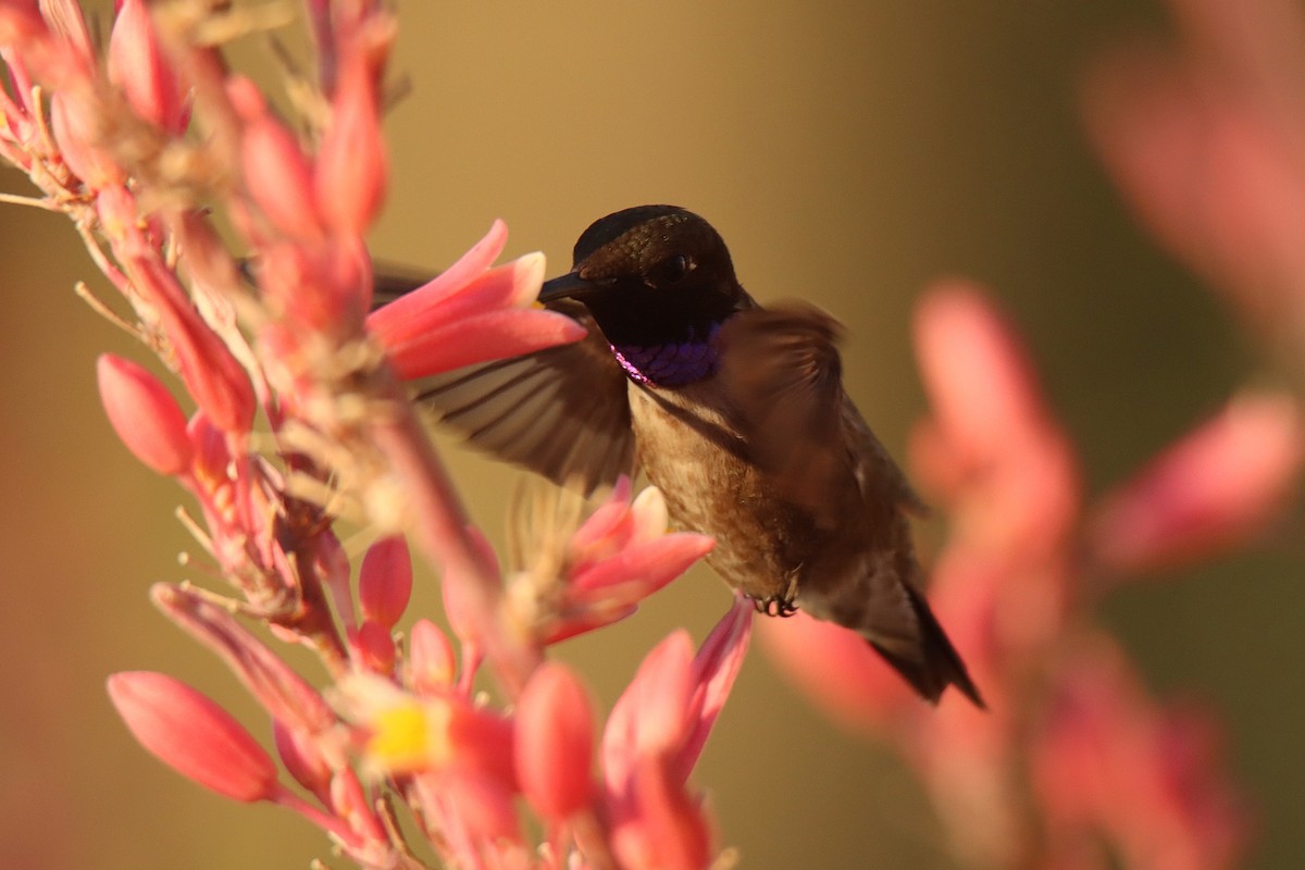 Black-chinned Hummingbird - ML466325851