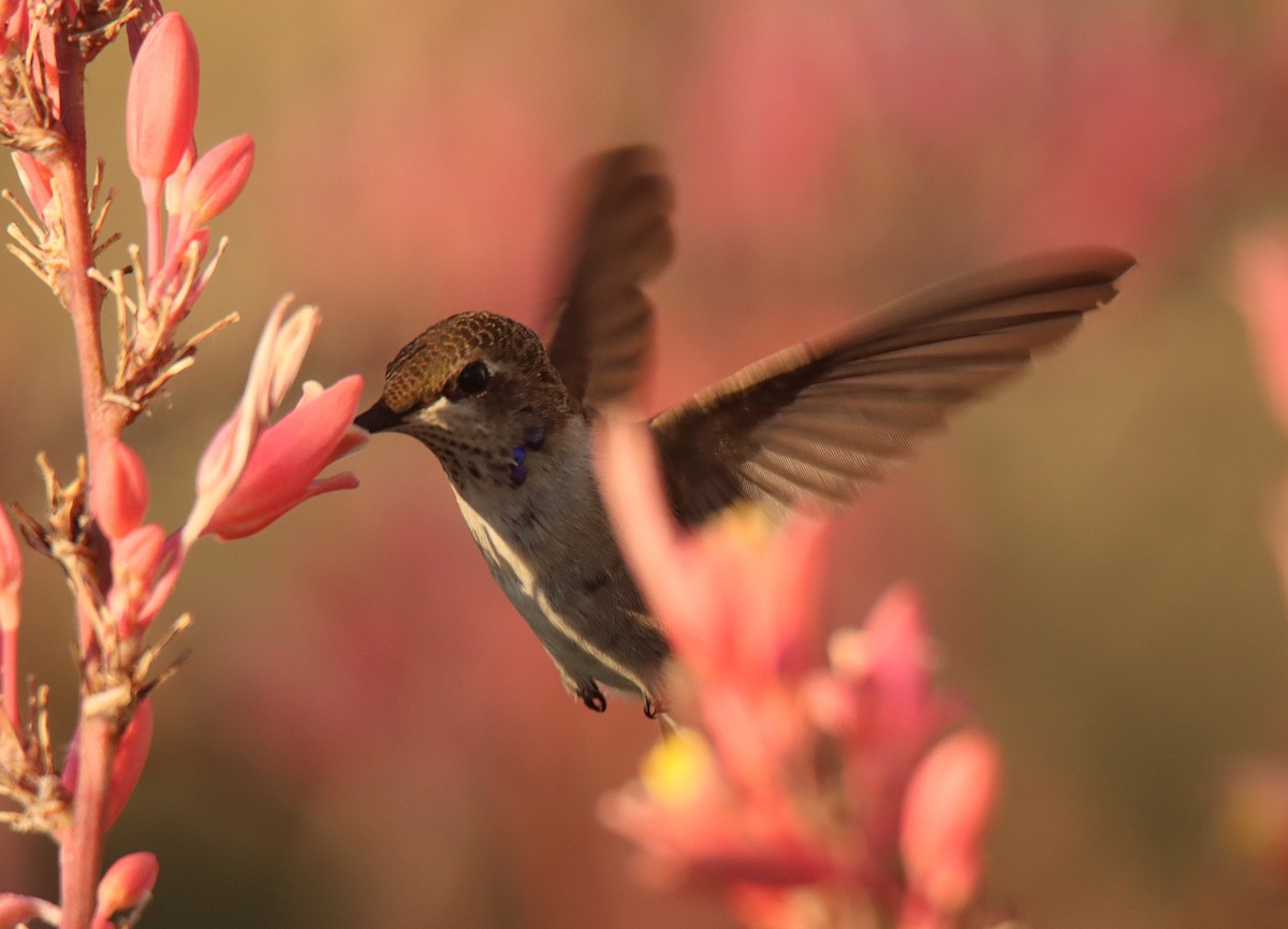 Black-chinned Hummingbird - ML466325951