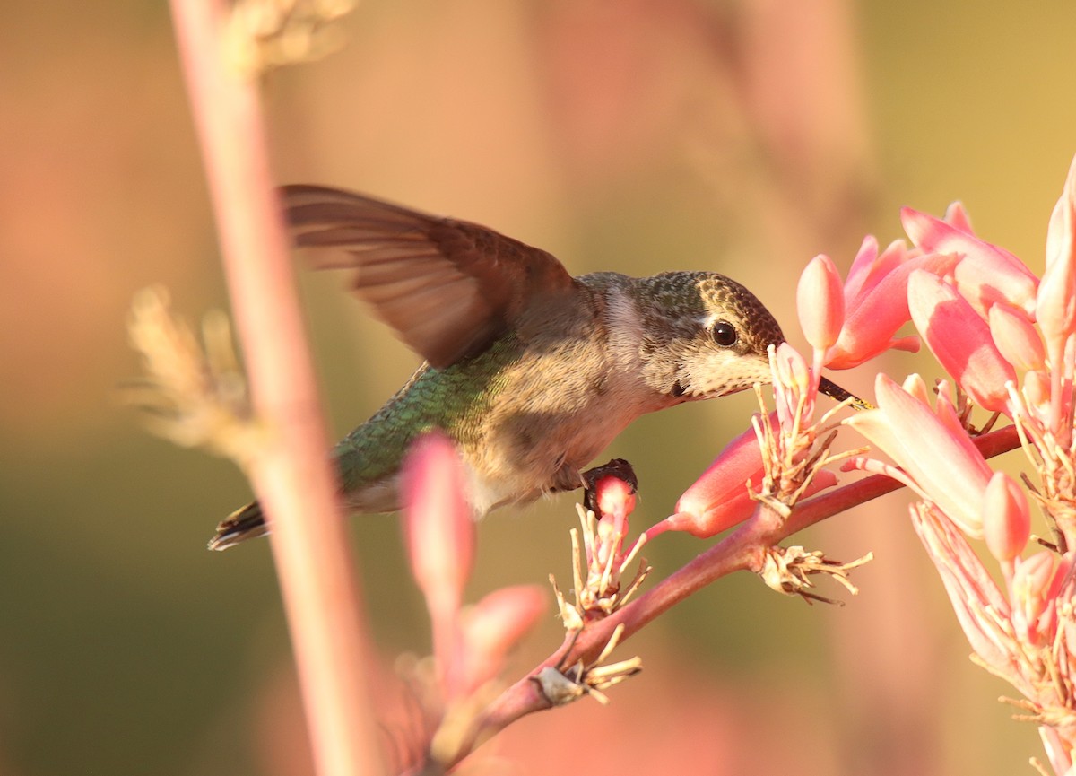 Black-chinned Hummingbird - ML466325961