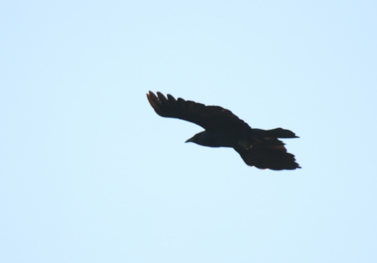 American Crow - ML466325991