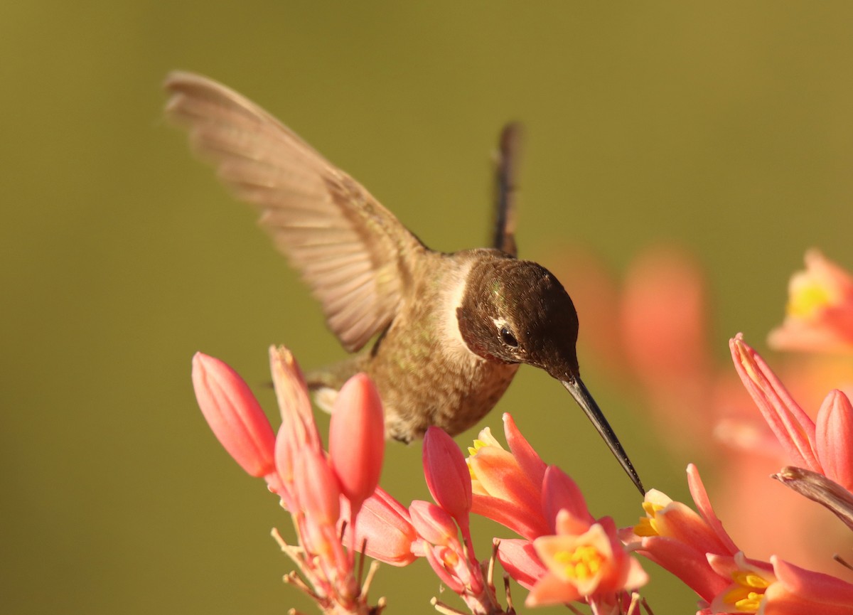 Colibri à gorge noire - ML466326061