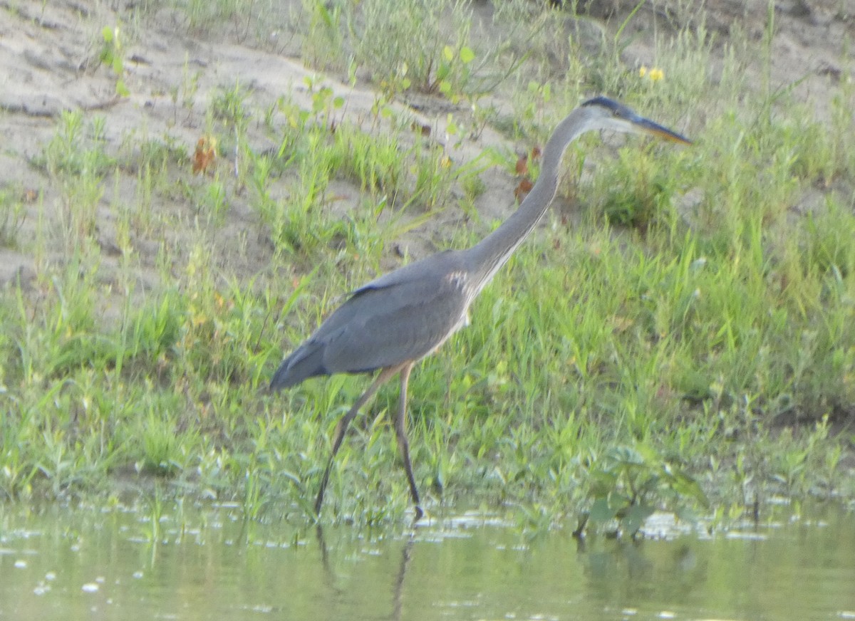 Great Blue Heron - ML466328401