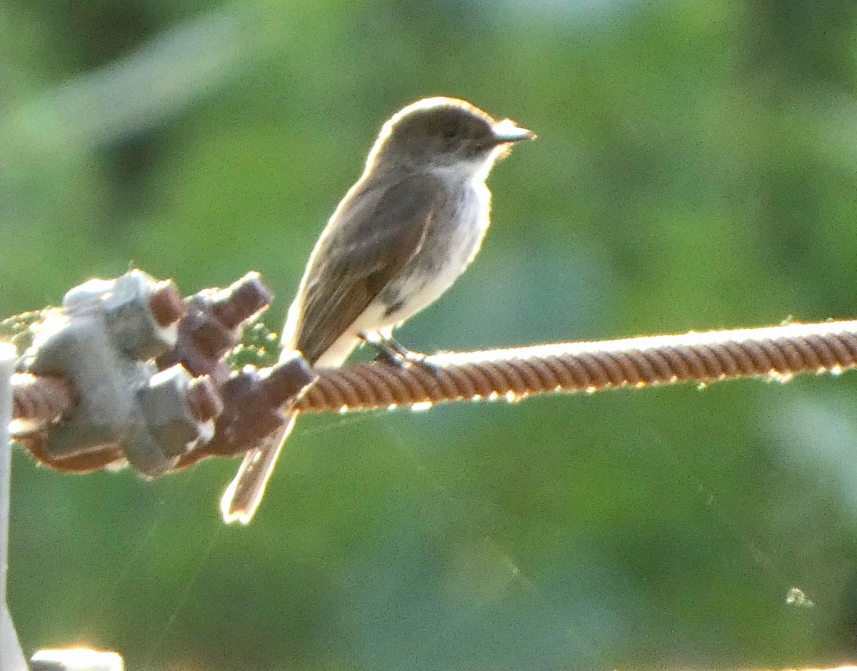 Eastern Phoebe - ML466328571