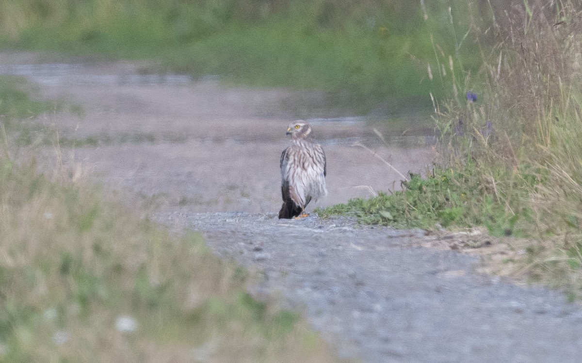 Montagu's Harrier - ML466328791