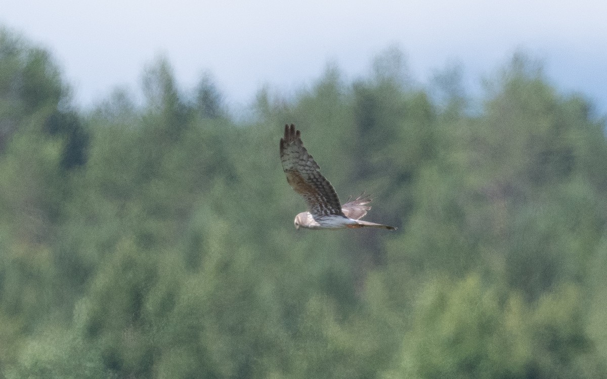 Montagu's Harrier - ML466328801