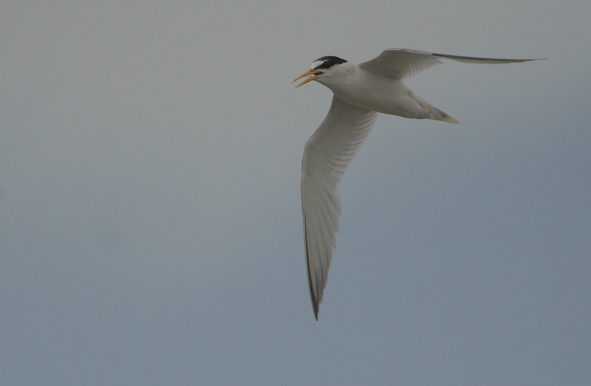 Little Tern - ML466328851