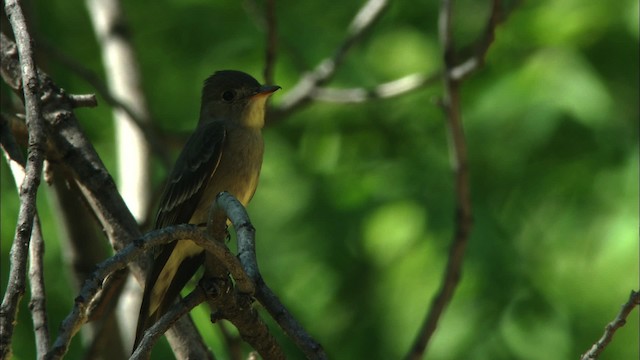 Blasskehl-Schnäppertyrann - ML466330