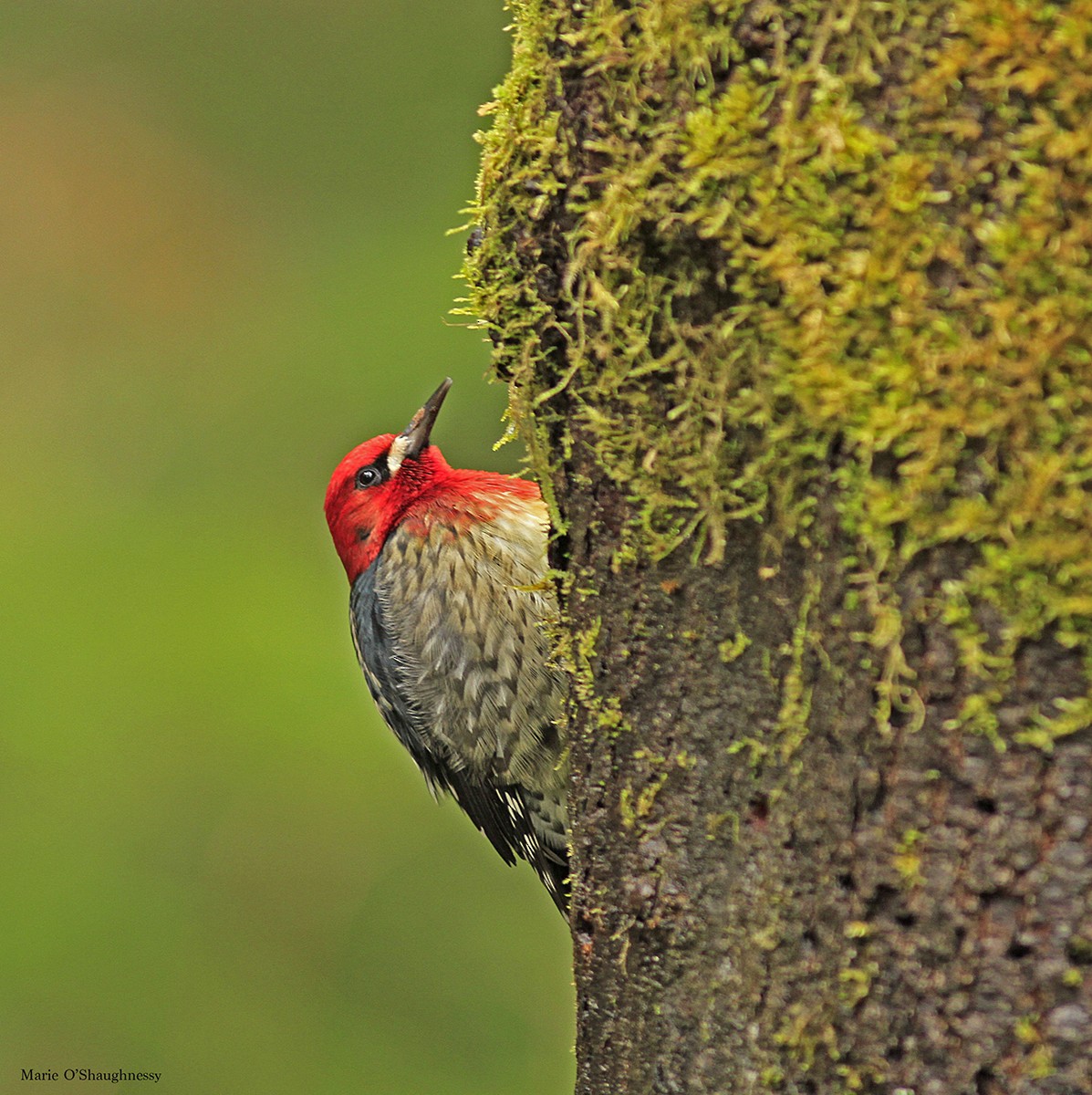 Red-breasted Sapsucker - ML46633111