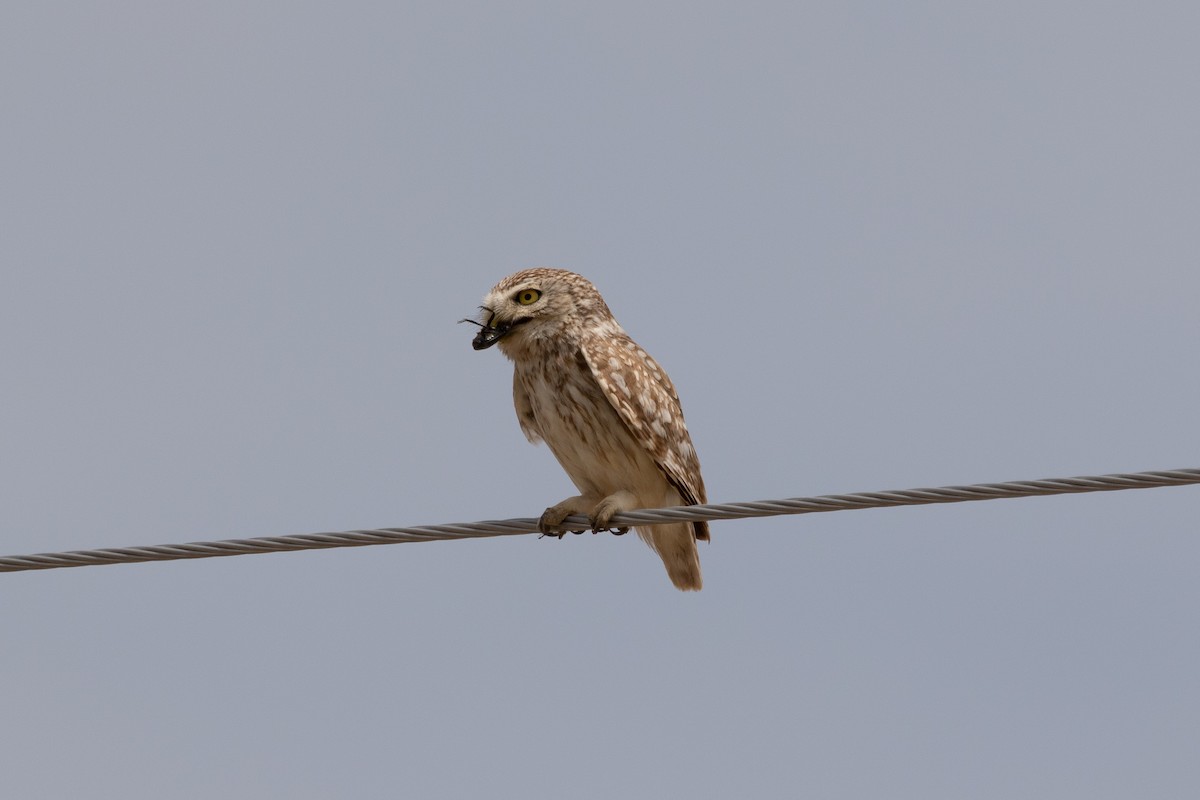 Little Owl (Hutton's) - ML466331331