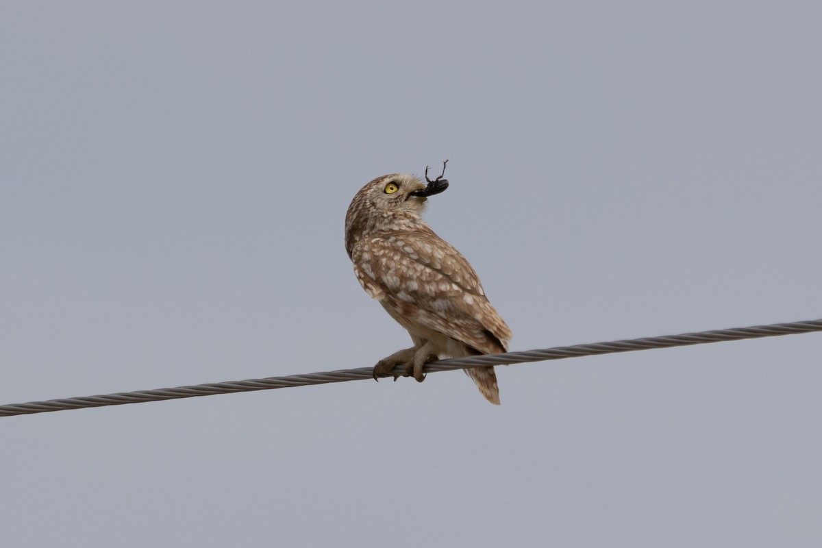 Little Owl (Hutton's) - ML466331351