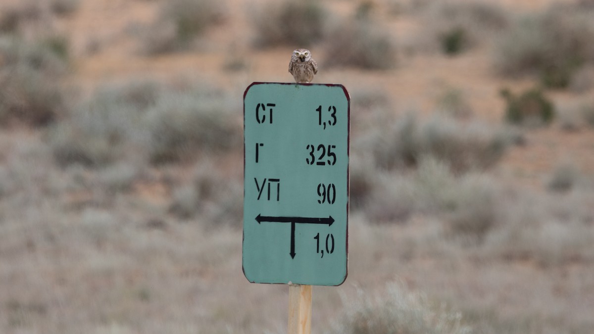 Little Owl (Hutton's) - ML466331361