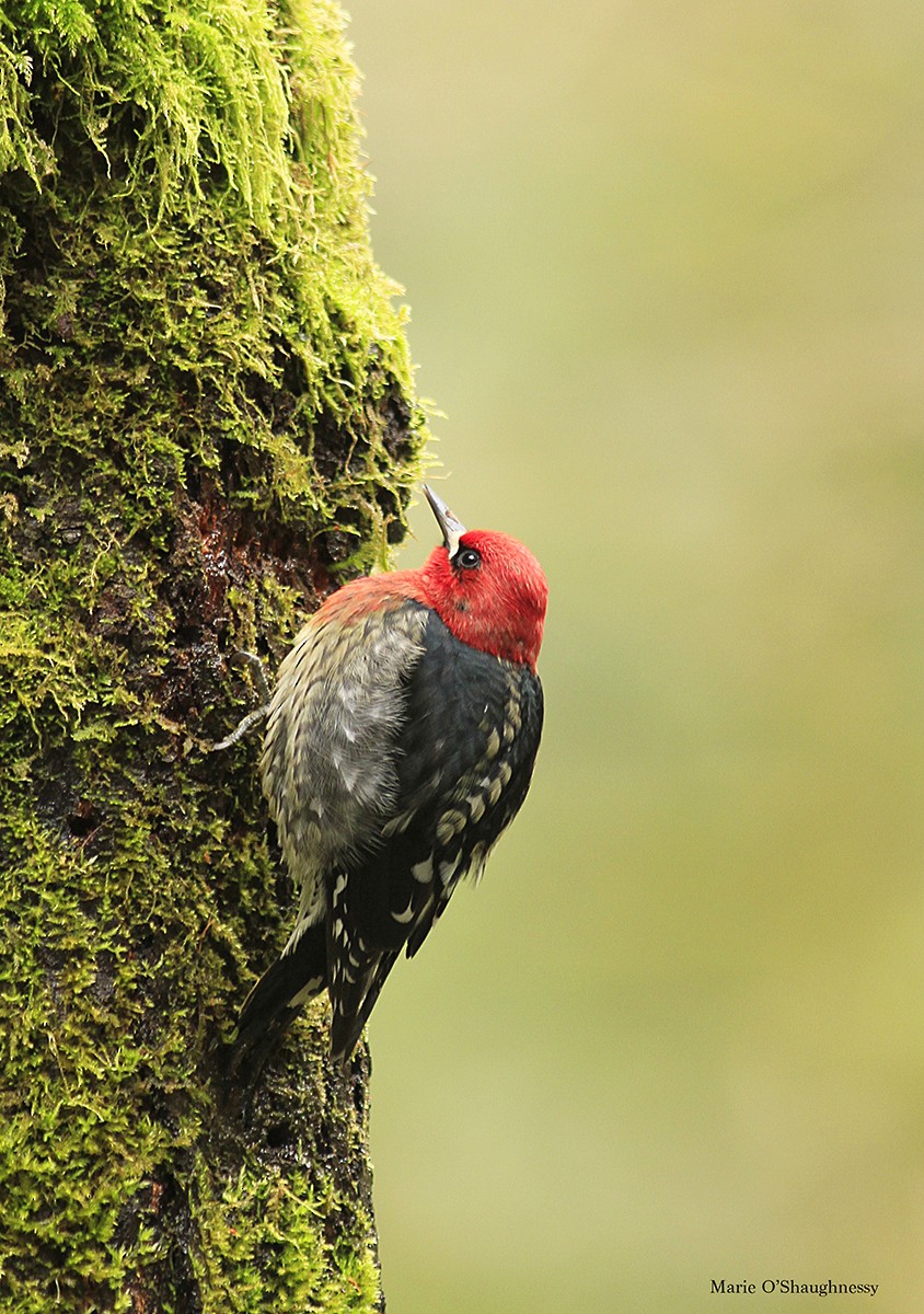 Red-breasted Sapsucker - ML46633151