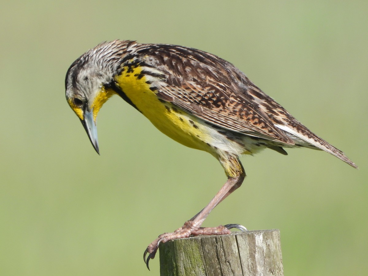 Eastern Meadowlark - ML466331651