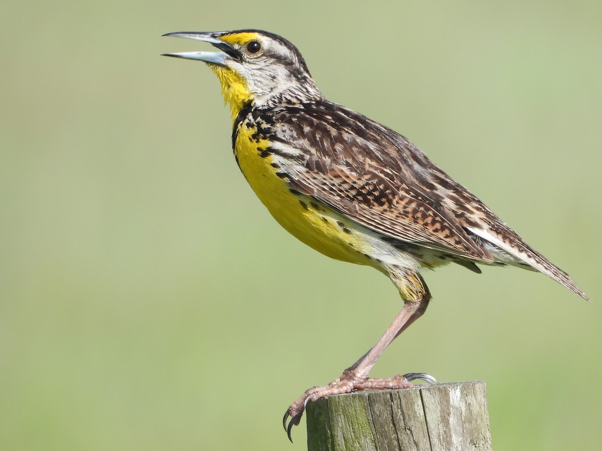 Eastern Meadowlark - ML466331661