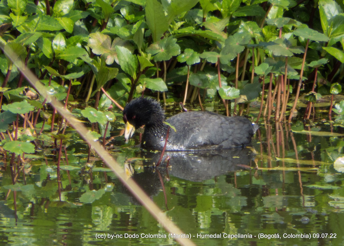 American Coot - Maritta (Dodo Colombia)