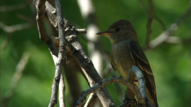 Blasskehl-Schnäppertyrann - ML466332