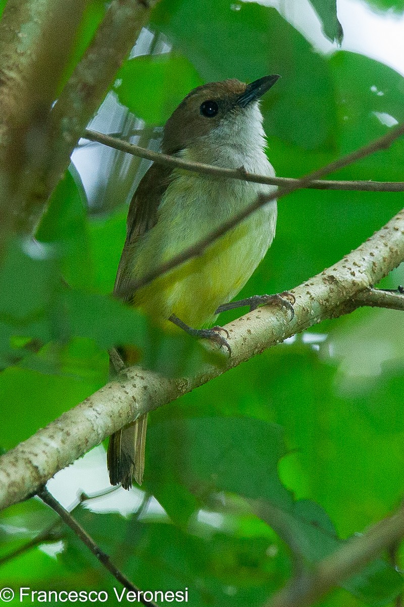 Sulphur-bellied Whistler - Francesco Veronesi