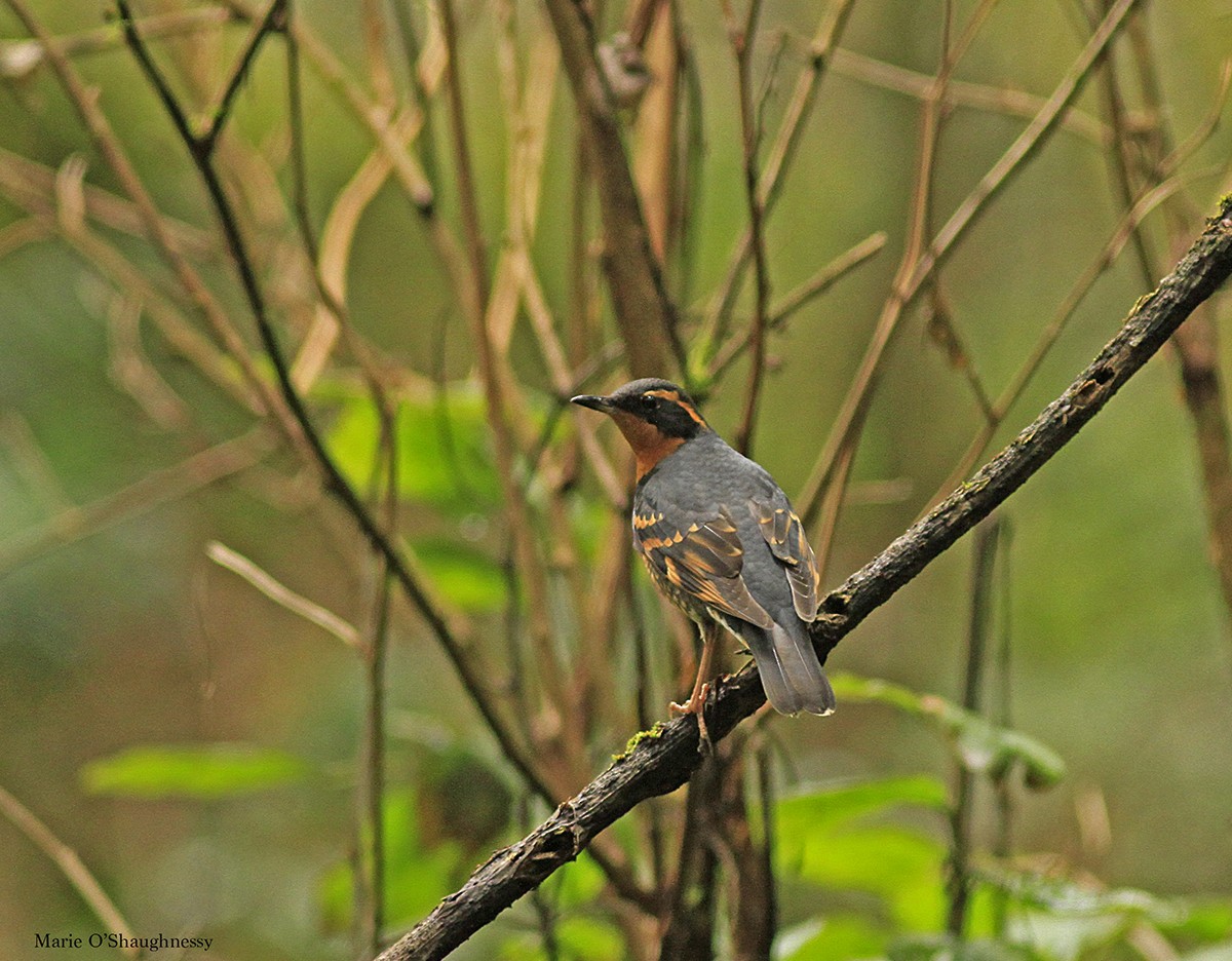 Varied Thrush - ML46633291