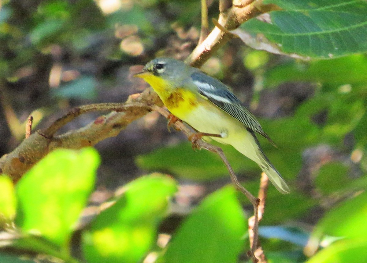 Northern Parula - Oliver  Komar