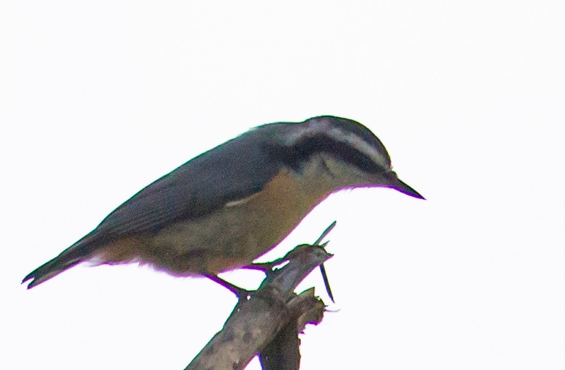 Red-breasted Nuthatch - ML466336191