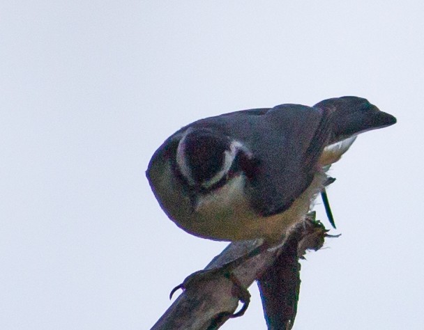 Red-breasted Nuthatch - ML466336221