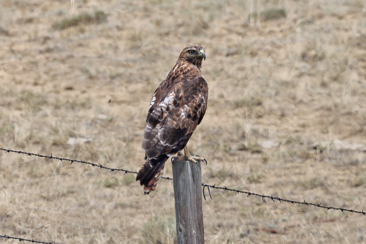 Red-tailed Hawk - ML466336701