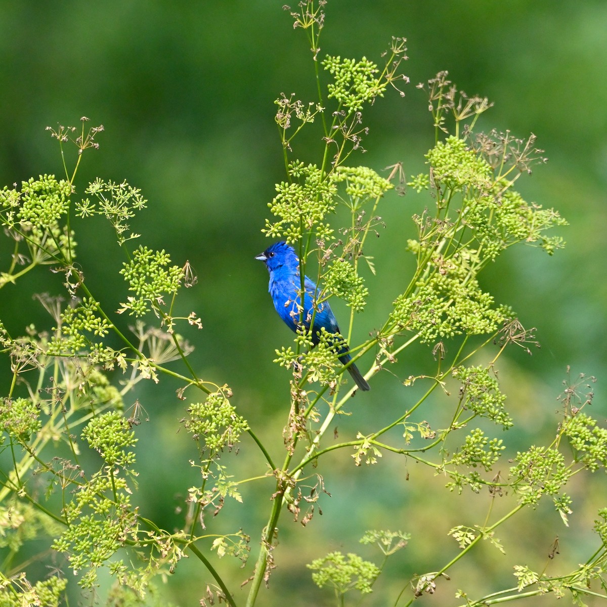 Indigo Bunting - ML466336731