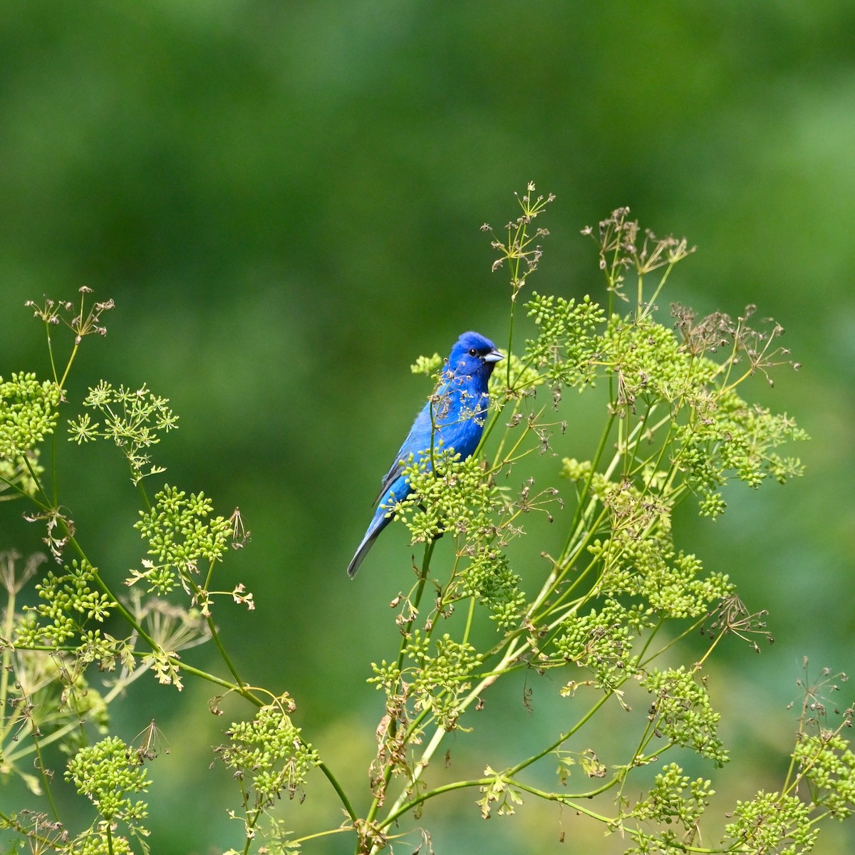 Indigo Bunting - ML466336741