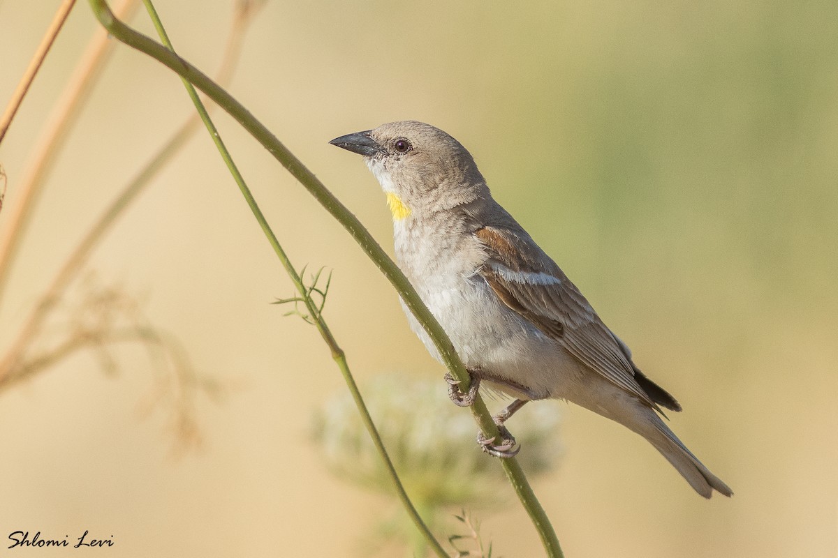 Yellow-throated Sparrow - Shlomi Levi
