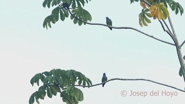 Blue-headed Parrot - ML466337101