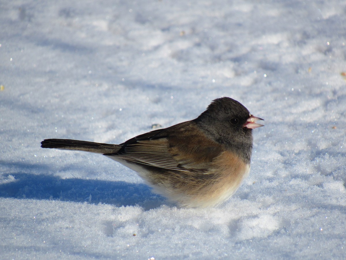 Dark-eyed Junco - ML46633751