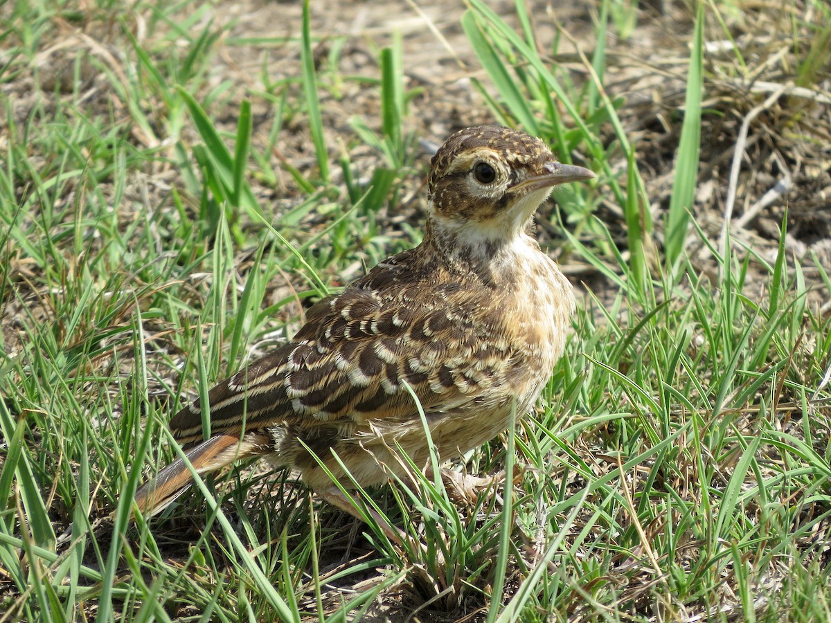 Alouette éperonnée (groupe albofasciata) - ML466337721