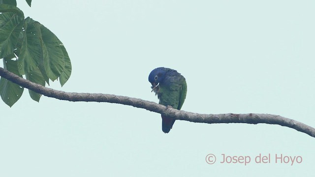 Loro Cabeciazul - ML466338121