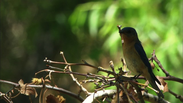 østblåfugl (guatemalae gr.) - ML466339