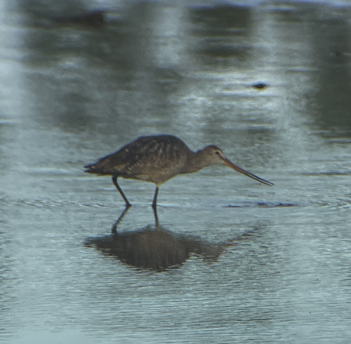 Marbled Godwit - ML466339391